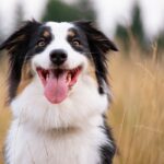 犬の『目・表情』からわかる心理5つ　判断する方法や飼い主が注意すべきサインまで(ブログ)
