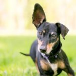 繰り返す「中耳炎」に悩む犬の飼い主さんへ…手術後も再発した症例に効いた『免疫療法』という選択肢【獣医が解説】(ブログ)