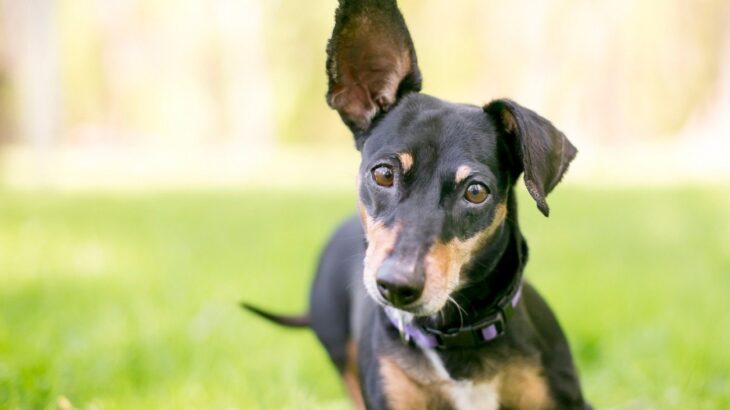 繰り返す「中耳炎」に悩む犬の飼い主さんへ…手術後も再発した症例に効いた『免疫療法』という選択肢【獣医が解説】(ブログ)