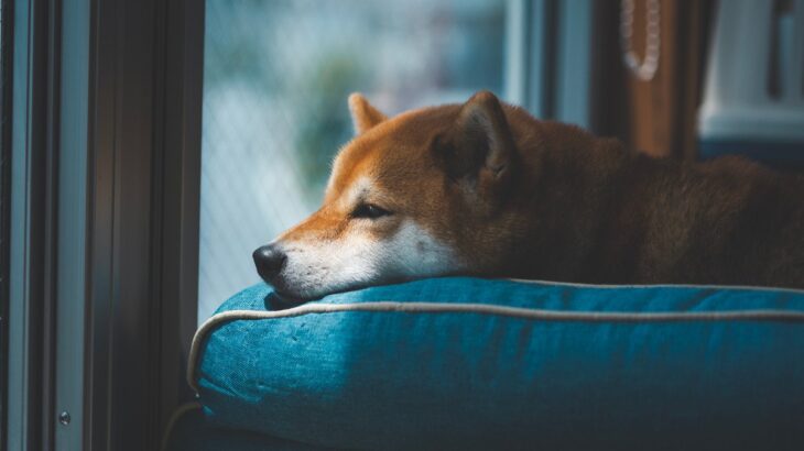 犬が『意気消沈』しているときのNG行為4つ　愛犬の元気がない場合の適切な接し方まで(ブログ)