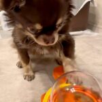『おやつが出てくるおもちゃ』をマスターした犬→しかし、別の犬に…ちょっぴり切ない『まさかの展開』が45万再生「おやつ係ｗｗ」「可愛すぎ」(ブログ)