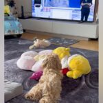テレビでニュース番組を見る犬→アナウンサーが『こんにちは』と言うと…愛おしいリアクションが58万再生「人間の言葉わかってる」「癒された」(ブログ)