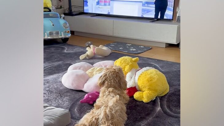 テレビでニュース番組を見る犬→アナウンサーが『こんにちは』と言うと…愛おしいリアクションが58万再生「人間の言葉わかってる」「癒された」(ブログ)