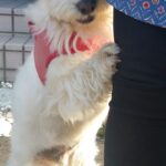 わかりやすく『人見知り』をする犬→まるで『人間の子どものような仕草』に2万いいね「チョッパーかな？ｗ」「可愛すぎる」隠された切ない理由も(ブログ)