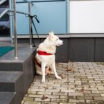 犬を『店の外』で待たせても大丈夫？避けるべき理由や愛犬の命を守るために知っておくべきことまで(ブログ)