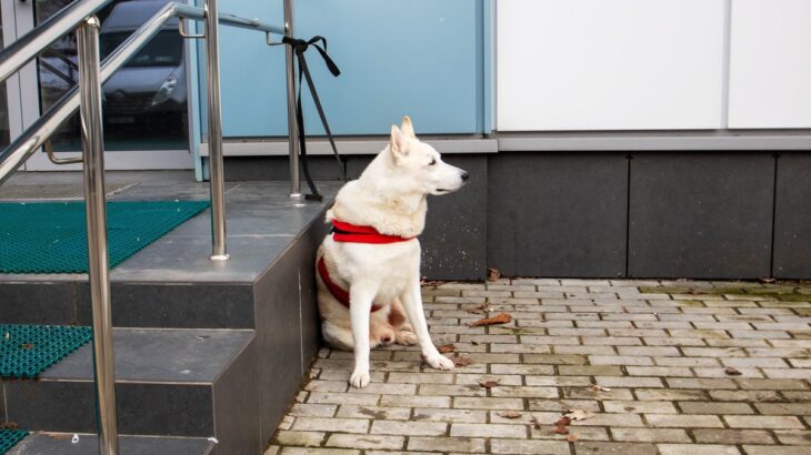犬を『店の外』で待たせても大丈夫？避けるべき理由や愛犬の命を守るために知っておくべきことまで(ブログ)