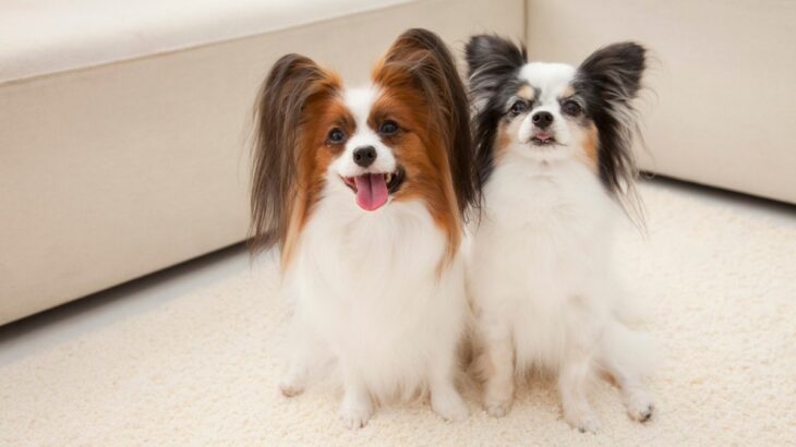 犬に教えておいたほうがいい『しつけ』3つ　ワンコと暮らす上で必ず知っておくべきコマンドとは？(ブログ)