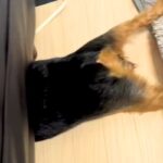 おしっこを失敗してしまった犬→思った以上にショックを受けて…とんでもない行動が232万再生「必死さが伝わるｗｗ」「平泳ぎしてて草」と爆笑(ブログ)