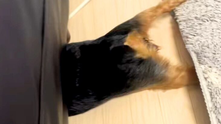 おしっこを失敗してしまった犬→思った以上にショックを受けて…とんでもない行動が232万再生「必死さが伝わるｗｗ」「平泳ぎしてて草」と爆笑(ブログ)