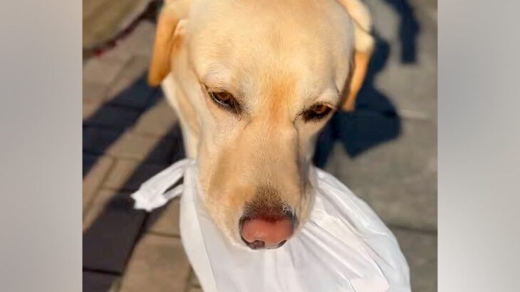 『わたしが持ってく！』おばあちゃんに”焼き立てのパン”を届ける大型犬→あまりに可愛い『配達員』になる光景が67万再生「泣けた」「お利口」(ブログ)