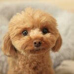 犬が『気を遣っている』ときにみせる行動5つ　ワンコにも人間と同じように思いやりの心があるの？(ブログ)