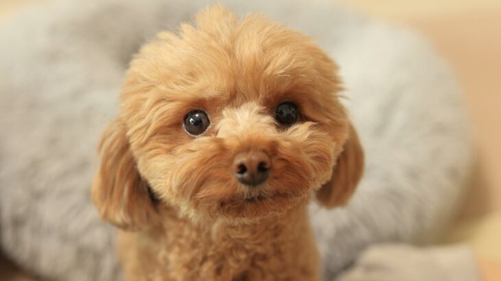 犬が『気を遣っている』ときにみせる行動5つ　ワンコにも人間と同じように思いやりの心があるの？(ブログ)