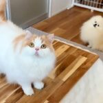 テーブルと毛布で『なんちゃってコタツ』を作ってみた結果→犬と猫が思った以上に喜んで…幸せあふれる光景に反響「可愛すぎる」「笑顔になる」(ブログ)