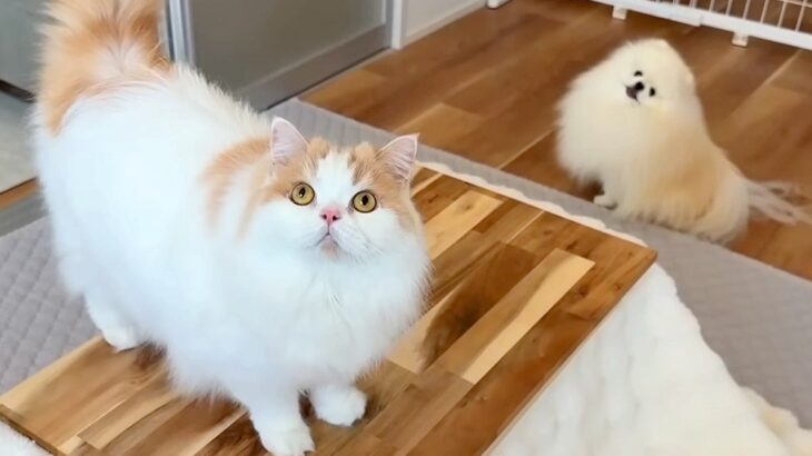 テーブルと毛布で『なんちゃってコタツ』を作ってみた結果→犬と猫が思った以上に喜んで…幸せあふれる光景に反響「可愛すぎる」「笑顔になる」(ブログ)