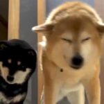 一週間の旅行から帰宅→『ただいま』と言うと、2匹の犬が…愛に溢れた『再会と歓迎』が22万再生「ドタドタ音が愛おしい」「耳可愛すぎる」(ブログ)