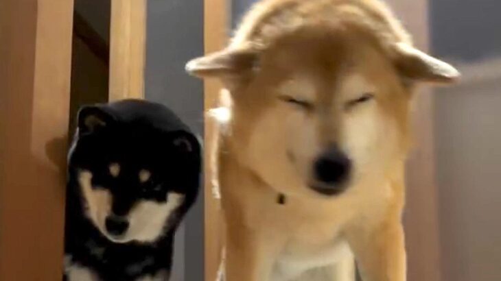 一週間の旅行から帰宅→『ただいま』と言うと、2匹の犬が…愛に溢れた『再会と歓迎』が22万再生「ドタドタ音が愛おしい」「耳可愛すぎる」(ブログ)