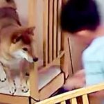 息子が『犬を助けた』と言うので、カメラの録画を確認したら…勇気ある『救出の一部始終』に33万いいね「やだかわいいｗ」「完璧な意思疎通」(ブログ)