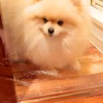 ラップで『透明の壁』を作ってみた結果、犬が…困って立ち尽くしていたかと思いきや『予想外の解決方法』に反響「強行突破ｗｗ」「超賢い」(ブログ)