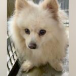 8年間『繁殖犬』として酷使された挙句、捨てられた犬→歩くこともままならない状態で…涙が出る『現在の光景』に反響「よく頑張った」「幸せに」(ブログ)