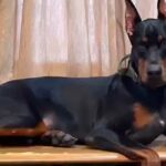 カッコいい『強面のドーベルマン』→実際に飼ってみると…思っているのと違いすぎる光景が29万再生「ニッコニコで可愛い」「ギャップがｗｗ」(ブログ)