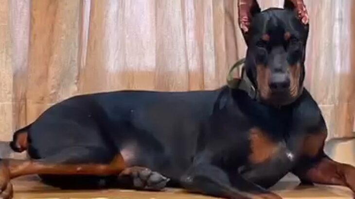 カッコいい『強面のドーベルマン』→実際に飼ってみると…思っているのと違いすぎる光景が29万再生「ニッコニコで可愛い」「ギャップがｗｗ」(ブログ)