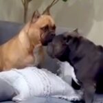 『お散歩行こう』と犬に耳打ちした結果→なぜか他の犬の場所へ行き…まさかの行動が67万再生「呼びに行くの愛おしい…」「なんて賢い」と称賛(ブログ)