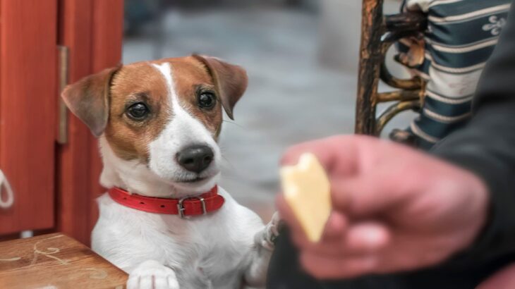 犬が吠えておねだりしてくる心理3つ　しつこい要求への対処法はある？(ブログ)