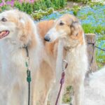 3匹の大型犬を『記念撮影』した結果→全員で並んで撮りたかったのに…理想とは程遠い『まさかの光景』が26万表示「自由すぎて草」「末っ子ｗ」(ブログ)