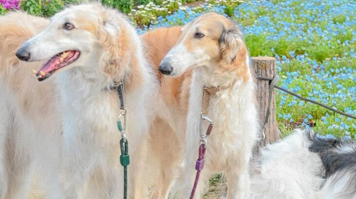 3匹の大型犬を『記念撮影』した結果→全員で並んで撮りたかったのに…理想とは程遠い『まさかの光景』が26万表示「自由すぎて草」「末っ子ｗ」(ブログ)