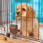 犬が病気になってしまう『絶対NG行為』５選　飼い主が今すぐ改善すべき習慣とは？(ブログ)