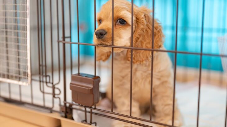 犬が病気になってしまう『絶対NG行為』５選　飼い主が今すぐ改善すべき習慣とは？(ブログ)
