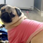 『座るところではないですよ』看板犬の様子を覗いた結果→見習い犬の『まさかの行動』にツッコミ殺到「顔ｗｗ可愛すぎる」「怒らないの優しい」(ブログ)