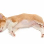 小型犬の飼い主が『ゾッとしたこと』6つ　暮らしの中で起こり得る危険なトラブルとは？(ブログ)