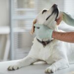 愛犬の「慢性腸症」のタイプは変わる？治療の再評価が重要な理由【最新研究を獣医が解説】(ブログ)