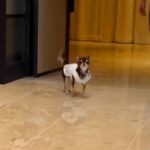 小さなチワワが『結婚式でリングドッグに挑戦した』結果→パパとママを見つけられなくて…まさかのハプニングと結末に反響「頑張ったね」「感動」(ブログ)