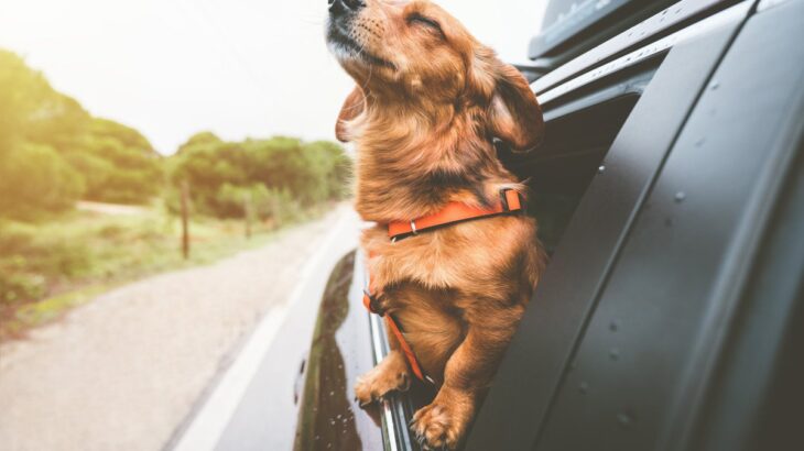 『お出かけが苦手な犬』の共通点3つ　頑なに外へ出たがらない理由や克服させるためにできることまで(ブログ)