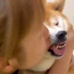 お姉ちゃんが柴犬に『チュー』をしまくった結果→わかりやす過ぎる『まさかの表情』が876万再生「面倒そうｗｗ」「めっちゃ嫌な顔で草」(ブログ)