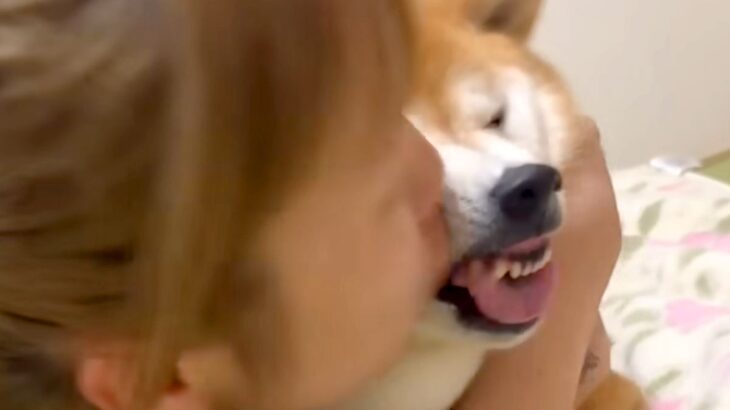 お姉ちゃんが柴犬に『チュー』をしまくった結果→わかりやす過ぎる『まさかの表情』が876万再生「面倒そうｗｗ」「めっちゃ嫌な顔で草」(ブログ)