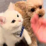 犬に『お手』と指示した結果、隣にいた猫が…影響を受け過ぎている『まさかの行動』が49万再生「可愛すぎて泣いた」「癒しをありがとう」と絶賛(ブログ)