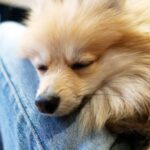 『あまえんぼう』な性格の犬種５選　飼い主に甘えているときにみせるサインや注意点まで(ブログ)