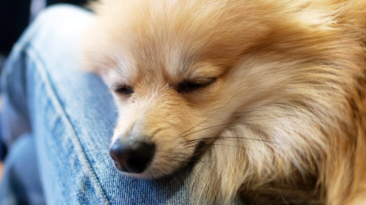 『あまえんぼう』な性格の犬種５選　飼い主に甘えているときにみせるサインや注意点まで(ブログ)