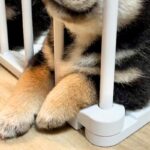 生後40日目の赤ちゃん犬たち→爪を切ったら、眠たくなって…とんでもなく尊い『個性的な寝方』が10万再生「可愛すぎて笑った」「癒された」(ブログ)