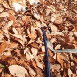 『寒波に負けないライフハック』を編み出した2匹の犬→散歩中に…もはや擬態している『寒さ対策』が12万表示「首浸かってて草」「天才か？」(ブログ)