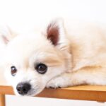 『愛情不足な犬』の共通点５選　主な特徴や幸福度が高いワンコとの大きな違いまで解説(ブログ)