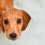 「愛犬のかいかい」もしかしてアトピー？最新研究から見えてきたスキンケアのヒミツ【獣医が解説】(ブログ)