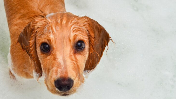 「愛犬のかいかい」もしかしてアトピー？最新研究から見えてきたスキンケアのヒミツ【獣医が解説】(ブログ)