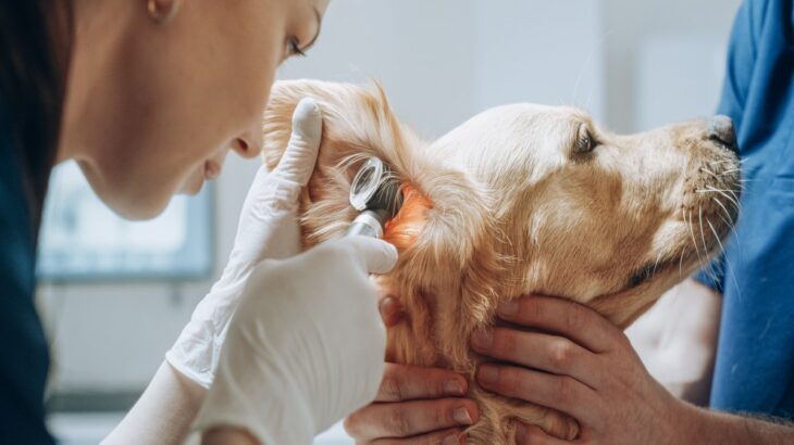 犬が『外耳炎』になっているときの症状6つ　重症化する前にチェックすべきポイントまで(ブログ)