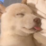 犬の寝顔をスマホで撮影していたら…カメラに起きた『とんでもないバグ』が240万再生「夢の中に入ろうとしてて草」「なんの能力やねんｗｗ」(ブログ)