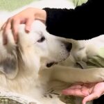 頑張って薬を飲んだ超大型犬→『えらいね』と褒めた結果…想定外な『まさかの展開』が116万再生「タイミングｗｗ」「誤魔化し方うまくて草」(ブログ)