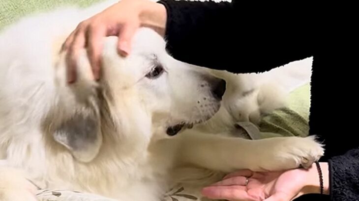 頑張って薬を飲んだ超大型犬→『えらいね』と褒めた結果…想定外な『まさかの展開』が116万再生「タイミングｗｗ」「誤魔化し方うまくて草」(ブログ)